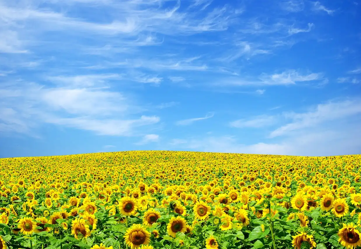 Depositphotos_7151922_xl-2015_Sunflower-Field_Rome-Cropped-on-Top